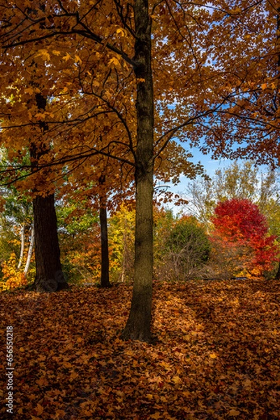 Obraz Fall colours in the forest 