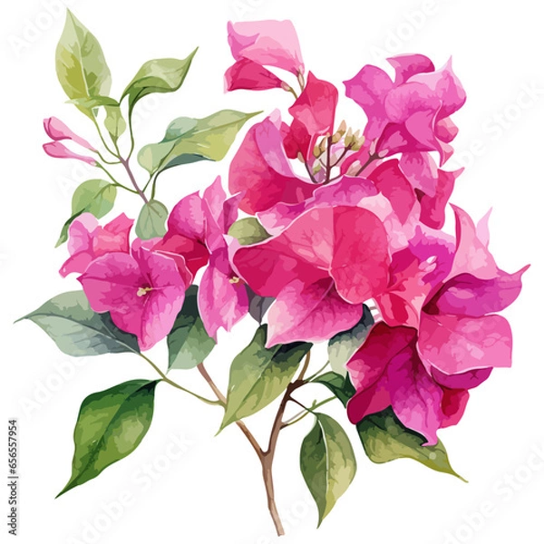 Obraz flower isolated on white background