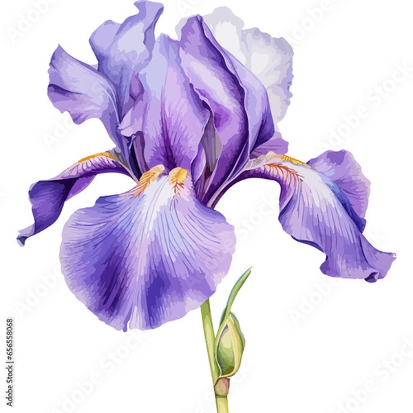 Obraz flower isolated on white background