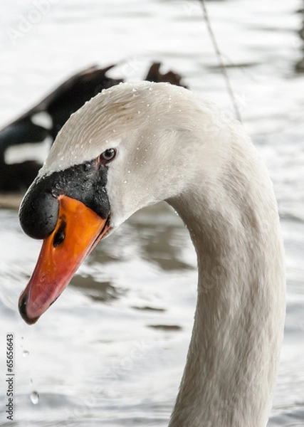 Fototapeta Cygne blanc