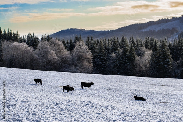 Fototapeta landscape with cows