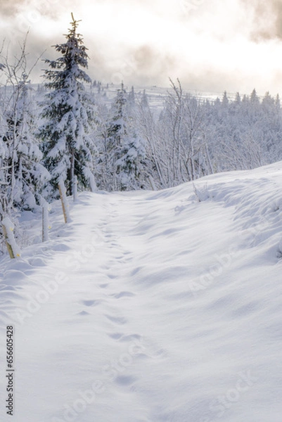 Fototapeta snow covered trees