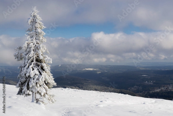 Fototapeta snow covered trees