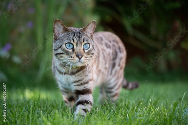 Obraz Bengalkatze streift durch den Garten