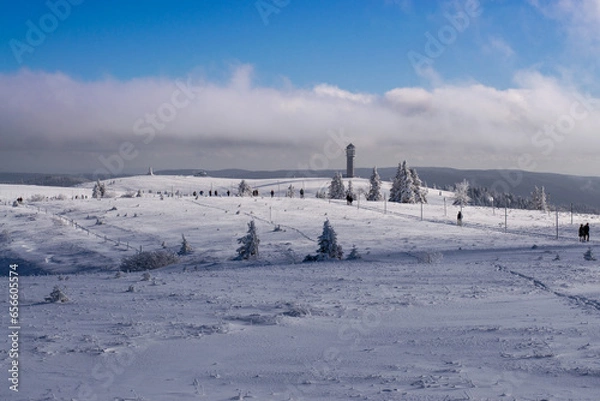 Fototapeta snow covered trees
