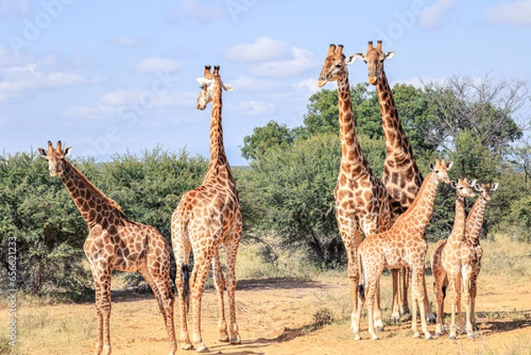 Obraz Reticulated Giraffe in the Waterberg Region of South Africa