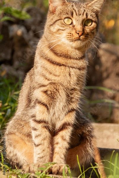 Fototapeta Kitty kitten