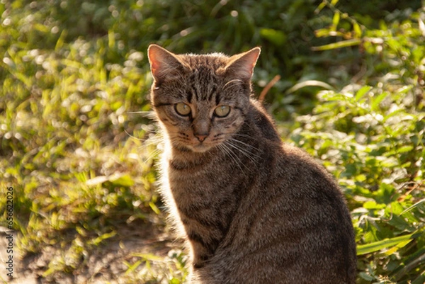 Obraz Cat kittenportrait