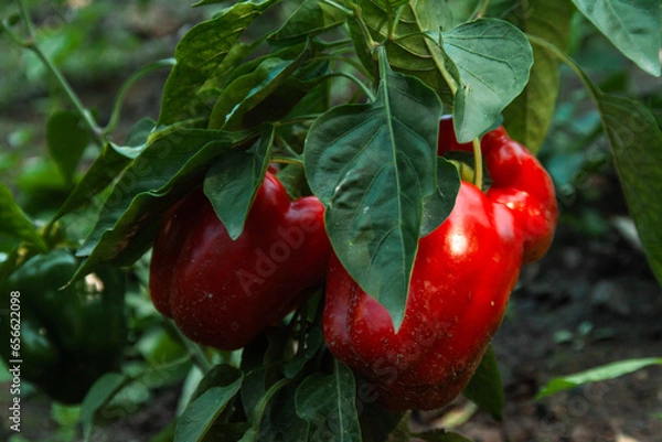 Fototapeta Pepper vegetable food