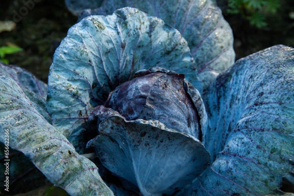 Fototapeta cabbage in the garden