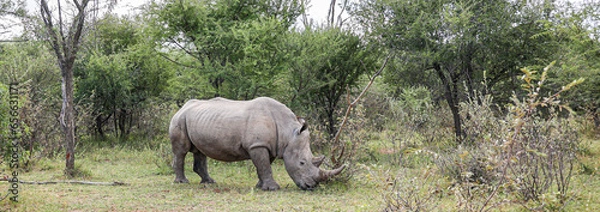 Obraz White Rhino grazing at Ant's Nest private reserve in the Waterberg Region of South Africa