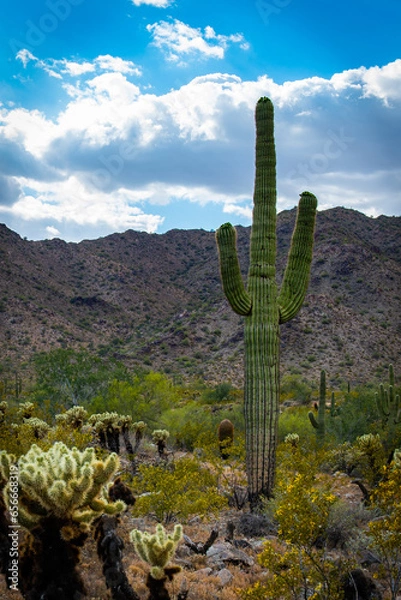 Obraz Desert Saguaro