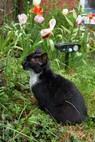 Fototapeta Young black and white cat sitting infront of ultrasonic cat repellent in a green garden.