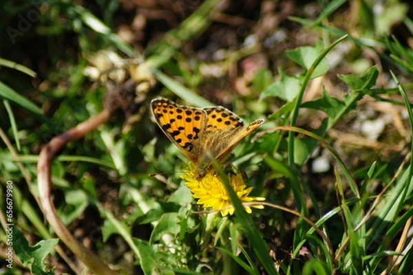 Obraz small pearl butterfly on a yellow flower