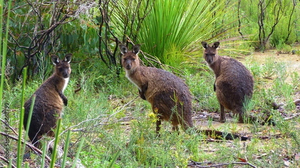 Obraz trois wallibies nature