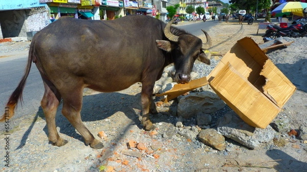 Obraz Buffle mange carton