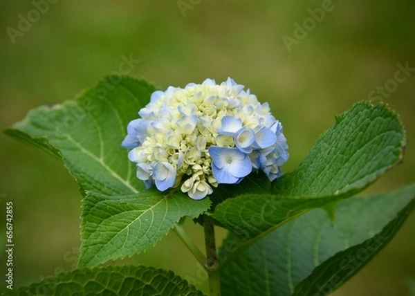 Obraz Single cream and blue colored hydrangea bloom.