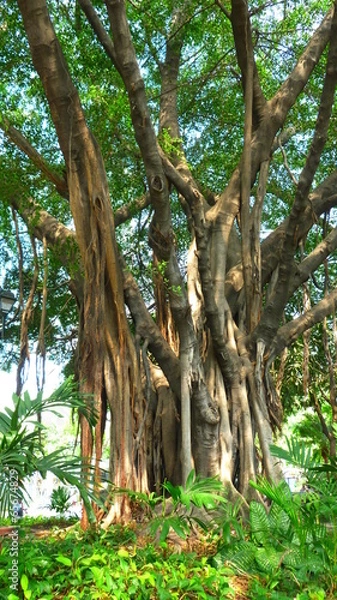 Obraz Magnifique arbre