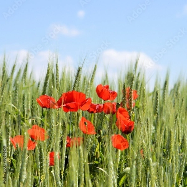 Obraz Mohnblumen im Feld