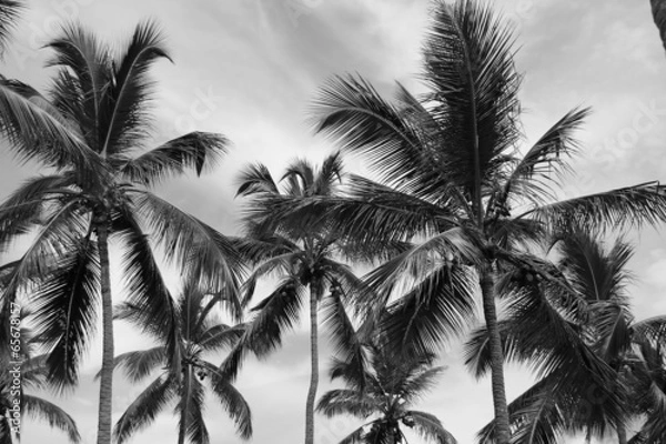Obraz Sepia Coconut Trees