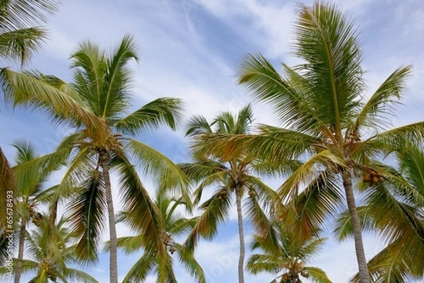 Fototapeta Group of Palm Trees