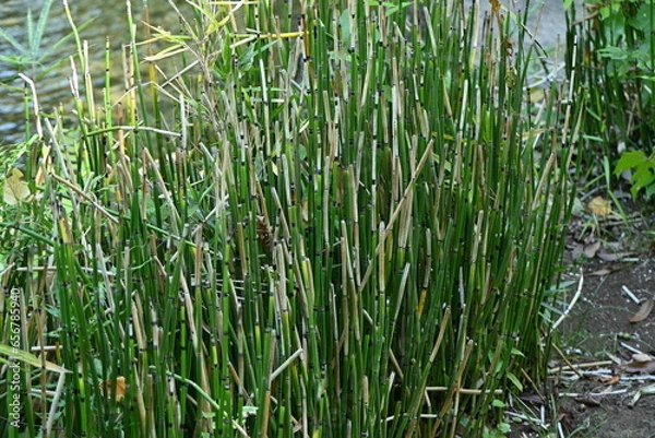 Fototapeta Equisetum hyemale in Japanese style garden. Equisetaceae evergreen pteridophytes. It grows in wetlands and has underground rhizomes that grow horizontally.