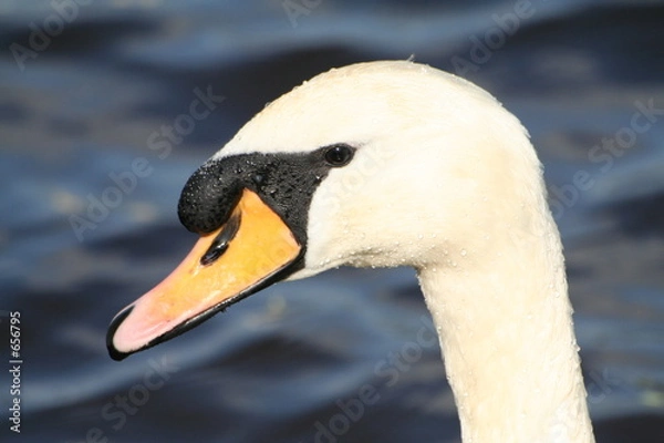 Fototapeta schwan-porträt
