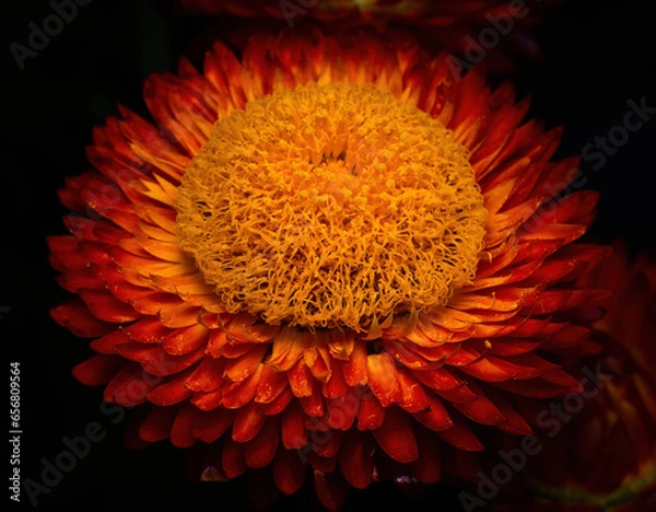 Obraz orange dahlia flower