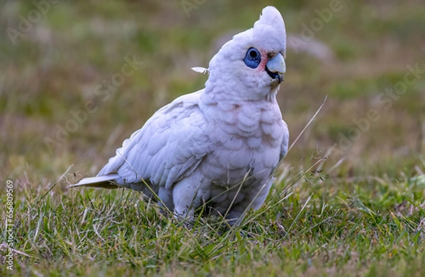 Obraz Corella on a green background