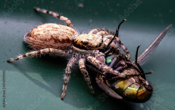 Obraz spider on a surface