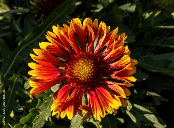 Obraz orange flower in the garden