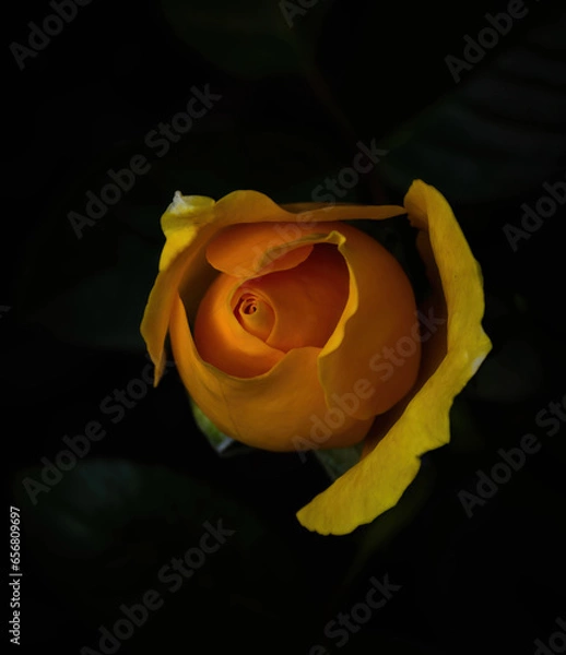 Obraz yellow rose on black