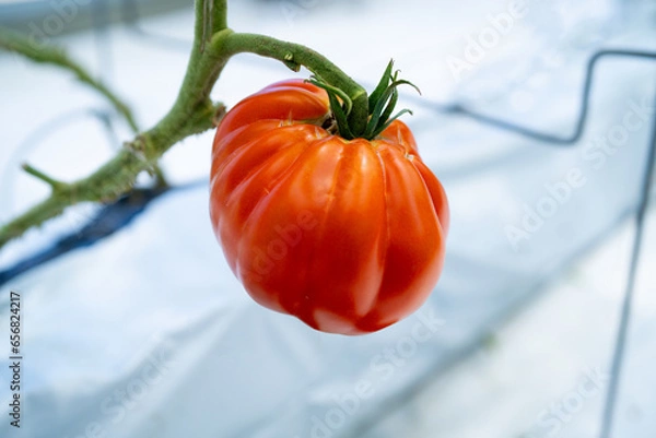 Fototapeta giant tomato, 大きいトマト, ジャイアントトマト