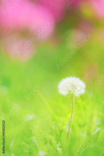 Obraz 綿毛のたんぽぽ