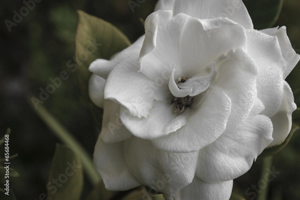 Fototapeta Big Gardenia