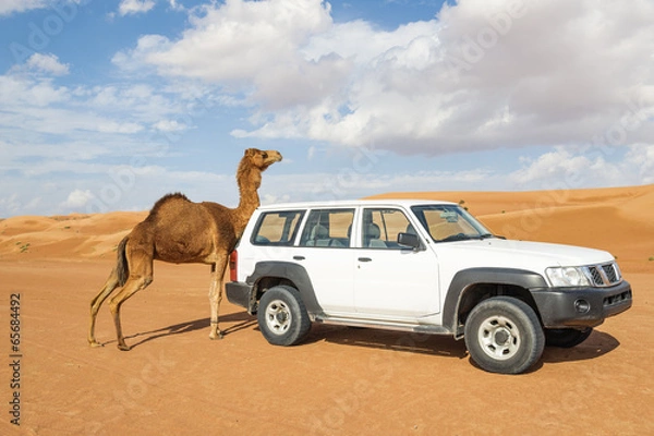 Fototapeta Camel rubs against a car