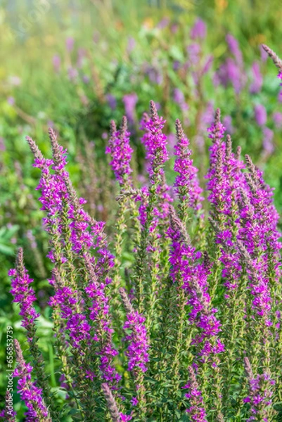 Fototapeta Summer Flowering Purple Loosestrife, Lythrum tomentosum on a green blured background.