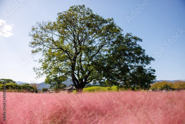 Obraz 경주 핑크뮬리