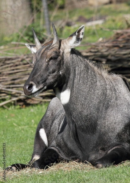 Obraz männliche Nilgauantilope