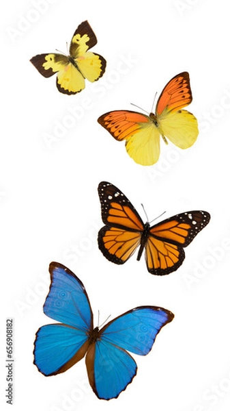 Obraz Four colourful butterflies with spread wings, incuding the blue Morhpo and the Monarch butterfly