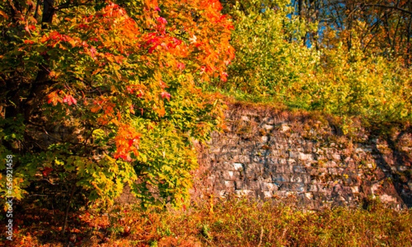 Obraz moss on the rock