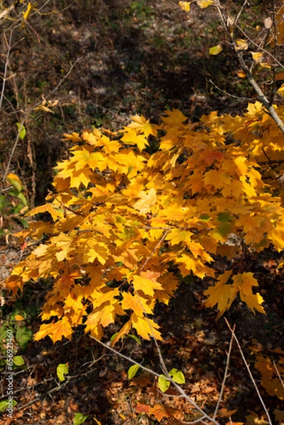 Obraz autumn leaves in the forest
