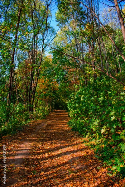 Obraz path in autumn forest
