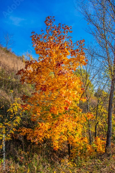 Obraz autumn in the forest