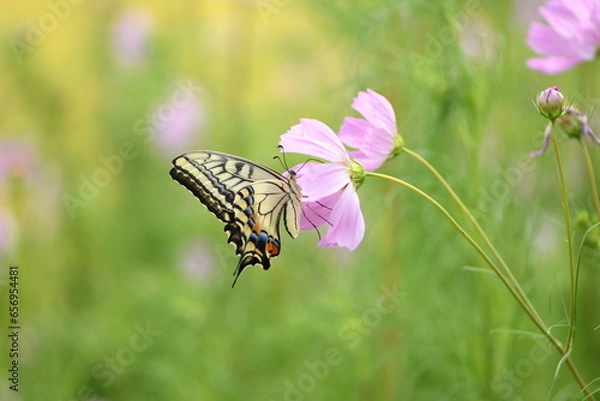 Obraz コスモスの花にとまるアゲハ蝶