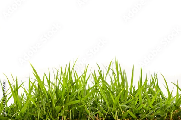 Obraz fresh spring green grass isolated on white background
