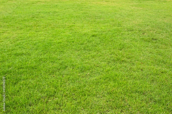 Obraz green grass field