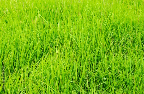 Obraz green grass texture