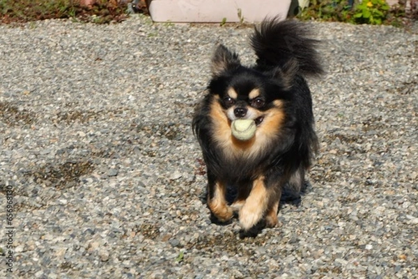 Obraz ボールを咥えて砂利の庭を走るチワワ