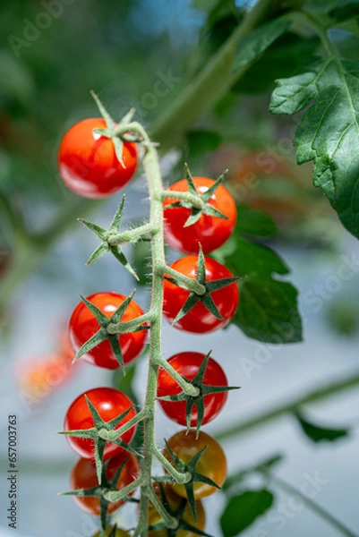 Obraz ヘタの着いているフレッシュなトマト